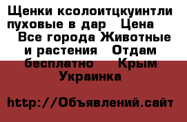 Щенки ксолоитцкуинтли пуховые в дар › Цена ­ 1 - Все города Животные и растения » Отдам бесплатно   . Крым,Украинка